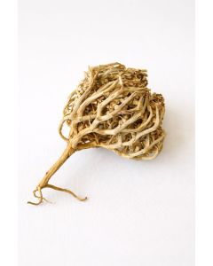 Chajarat Mariam (Maryam Flower) – Anastatica hierochuntica / Rose of Jericho Resurrection Plant / Traditionally Used for Fertility & Pregnancy Practices