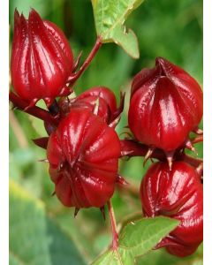 Palm Beach Medicinal Herbs Red Roselle Seeds (Hibiscus sabdariffa) 50 Seeds